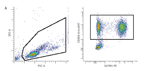 The percentage of olfactomedin-4 (OLFM4)+ neutrophils is higher in those patients with complicated course. The boxed data in the left figure depicts flow cytometric analysis of leukocytes from a patient with septic shock. The boxed data in the right figure shows CD66b positive neutrophils, and the percentage of those neutrophils that express OLFM4.
